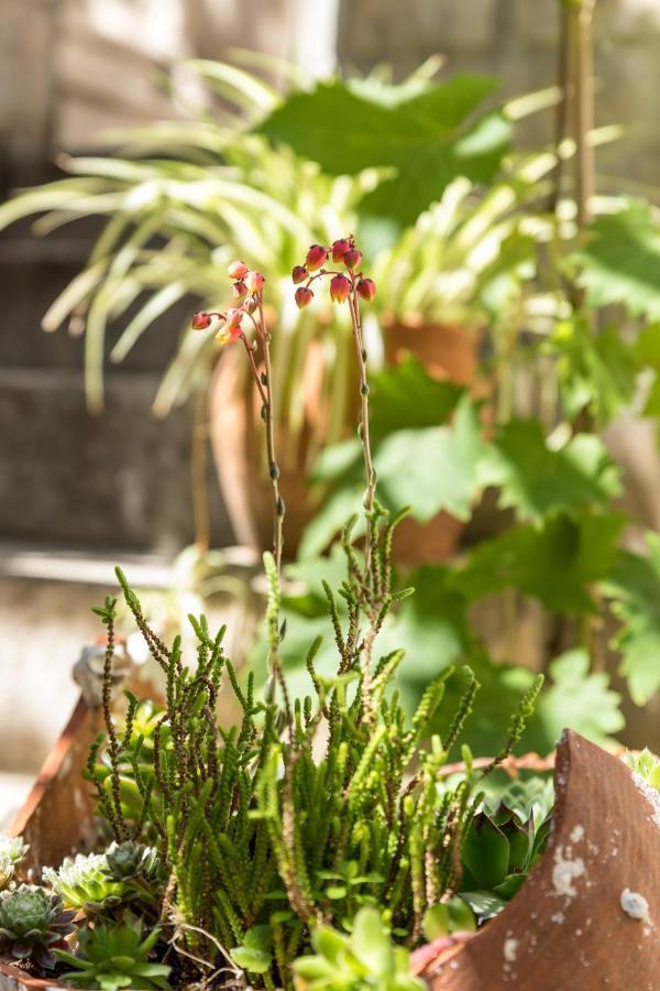 Luxury Apartment Silvana With Beautiful Garden Сплит Екстериор снимка